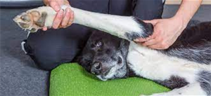 hundemassasje hundemassasje