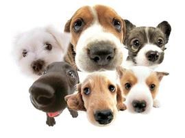 hundedressur hundedressur