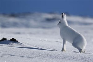 Harejaktvinter Harejaktvinter