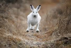 hare hare