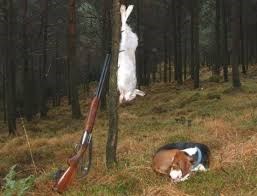 hare hare